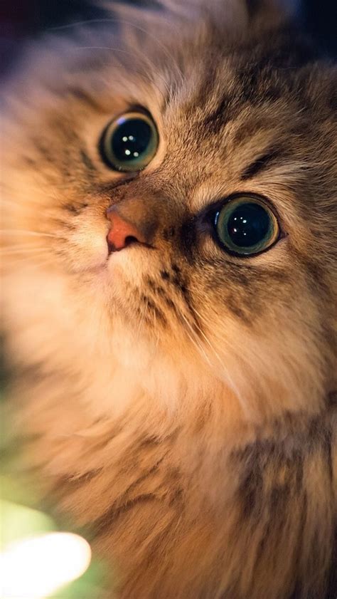 Lockscreens Homescreens Animals Beautiful Cats Cats