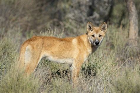 Pariah Dogs 9 Ancient And Wild Dog Breeds Wild Dogs Dog Breeds