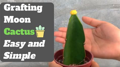 Grafting Moon Cactus Easy And Simple Steps Youtube