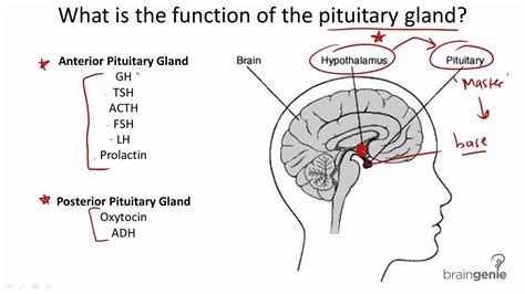 822 Pituitary Gland Structure And Function Youtube