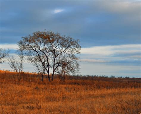 Free Images Landscape Tree Nature Horizon Marsh Wilderness