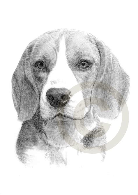 Dog Artwork Beagle Pencil Drawing Print A4 Size Only Etsy