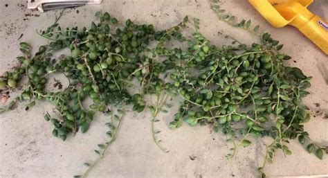 Play and create with trash. Why Is My String of Pearls Plant Dying And How To Save It ...