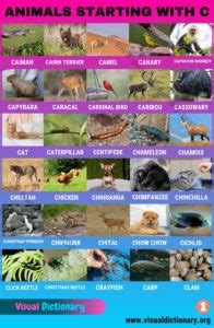 Animals that Start with C: Useful List of 60 Animals Starting with C