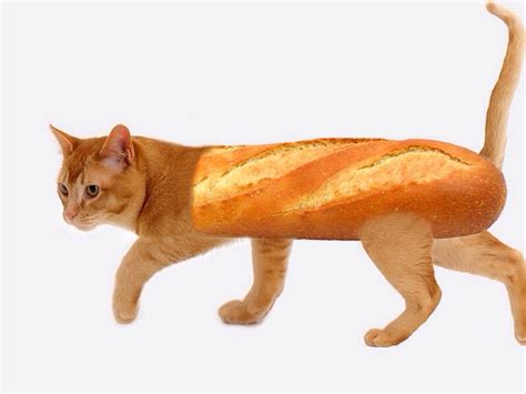 Pure Bread Cat Hybridanimals