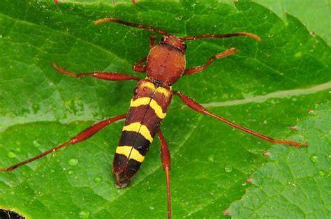 I realize that this one just. Maryland Biodiversity Project - Red-headed Ash Borer ...