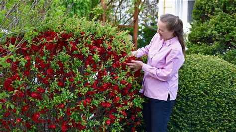 How to grow Double Take Scarlet Quince - YouTube