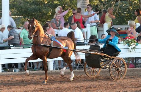 Shelbyville Horse Show Horses Show Horses Saddlebred