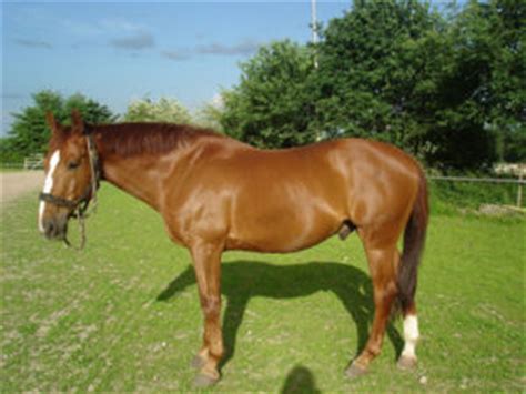 Maybe you would like to learn more about one of these? Belgisch warmbloed paard - Paarden-encyclopedie