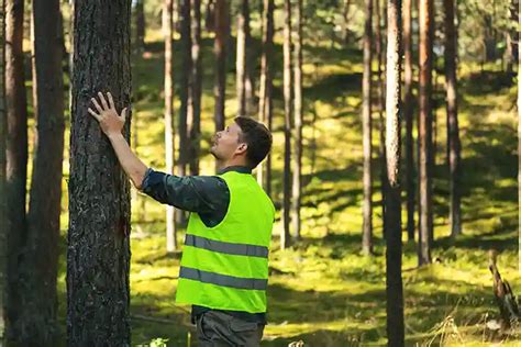 Tree Risk Assessment Services Isa Certified Arborists