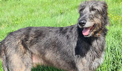 How To Properly Care For A Irish Wolfhound