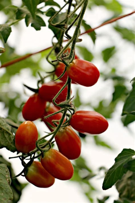 Most cherry tomato plants will start flowering in about a month. Field to Feast: Cherry Tomatoes with Brie Topped Galette
