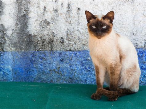 13 Most Popular Siamese Cat Colors Youll Love I The Discerning Cat