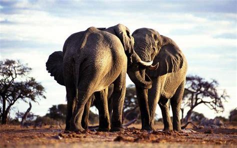 Do elephants eat peanuts