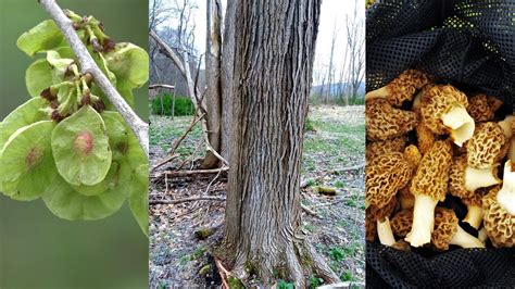 Elm Tree Identification Guide For Morel Mushroom Foragers Slippery