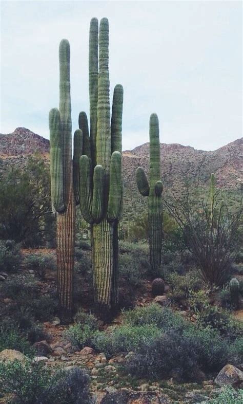 An expert explains how a cactus can survive for years between rainstorms by living off the water it stores. Cactus. You see a cactus, I see something I have to ...