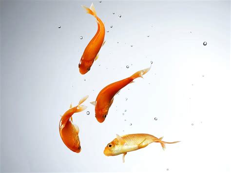 Goldfish Wallpapers Wallpaper Cave HD Wallpapers Download Free Map Images Wallpaper [wallpaper376.blogspot.com]