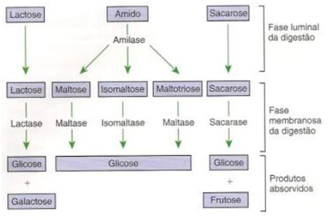 Química Fisiológica Digestão E Absorção Dos Carboidratos