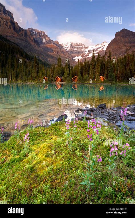 Lake In Front Of Mountains Lake Ohara Yoho National Park British