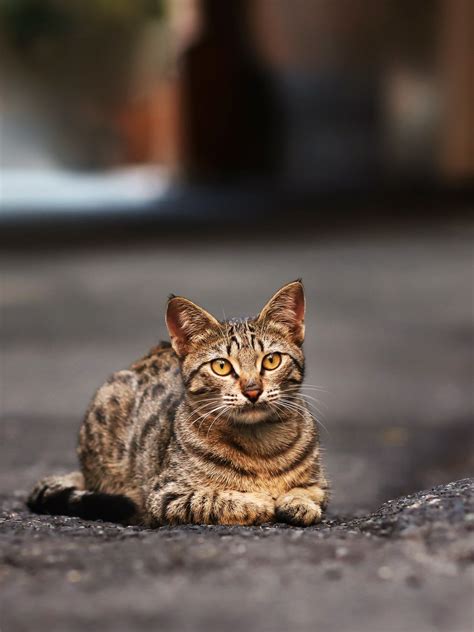 22 Pics 10 Stray Tabby Cat Who Look Like Small Tiger Tabby Cat