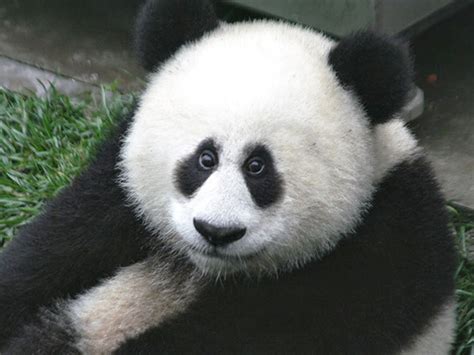 If Animals Had Eyes At The Front