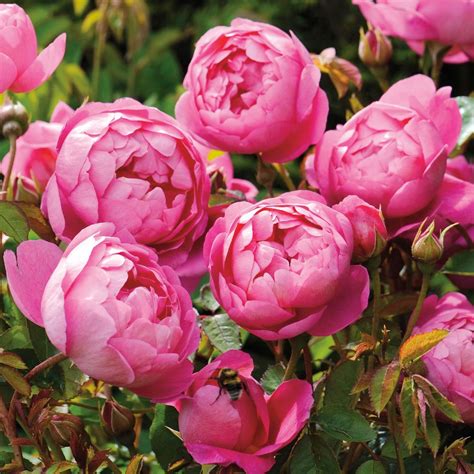 Varieties Of English Peony Roses With Photos And Names