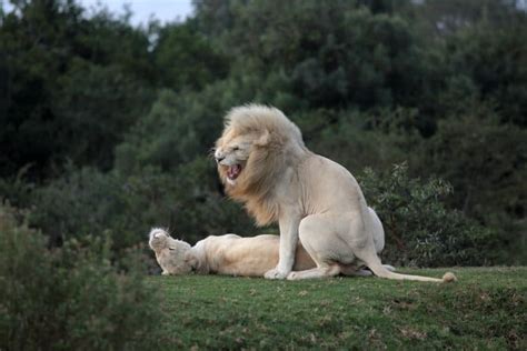 White Lions Of Timbavati Facts A Symbol Of Pride And Leadership