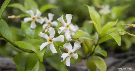 Cuidado Del Jazmín Asiático Consejos Para Cultivar Trachelospermum