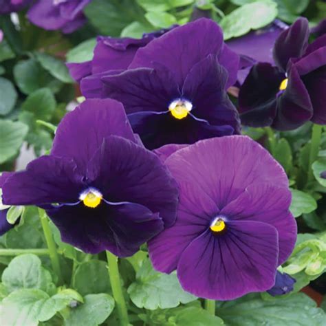 4 In Purple Pansy Plant 6 Pack 8411 The Home Depot