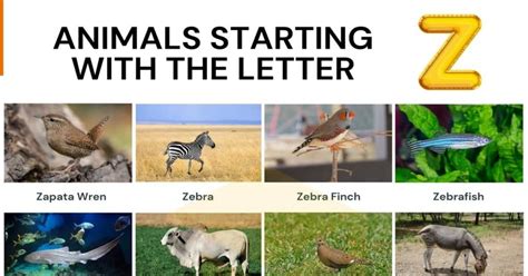 Animals that Start with Z: Interesting Names of 14 Animals Starting