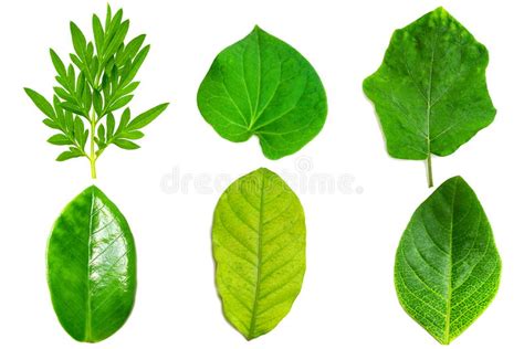 Collection Of Green Leaf Isolated Stock Image Image Of Herbal Group