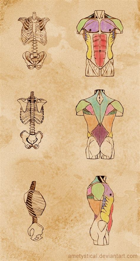 Torso Study By Ametystical On Deviantart Arte De Anatomía Humana