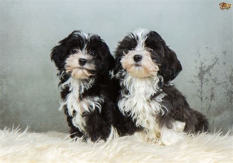 Havanese Dog Breed Facts Highlights And Buying Advice