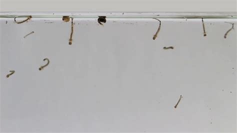 What Do Baby Mosquitoes Look Like Katynel