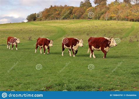 Hereford Cattle Walking In A Line Stock Image Image Of Pedigree Herd