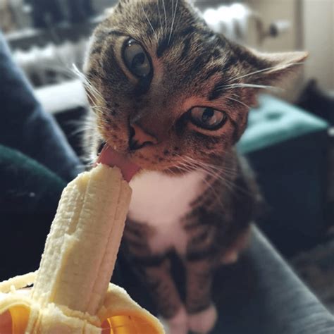 Can Cats Eat Bananas The Answer Is Yes Catsinfo