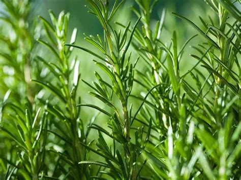 How To Grow Rosemary In Your Garden And Why You Should The Small