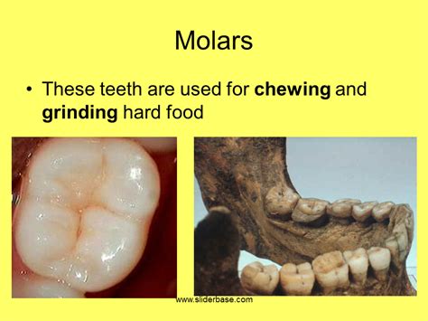 Teeth Presentation Health And Disease
