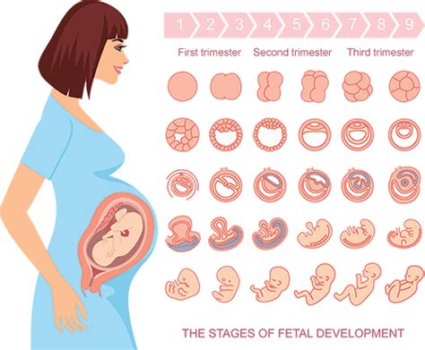 Stages Fetal Development Pregnancy Help Online