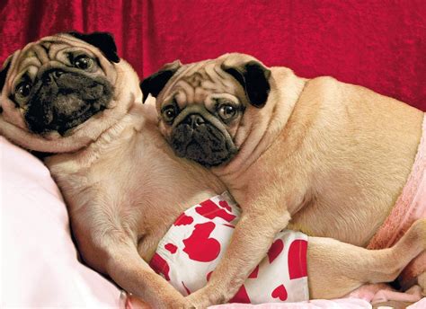 Pug Valentine Card Pug Pictures Funny Animal Pictures Funny Animals