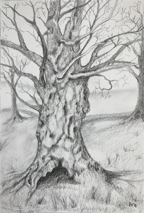 Tree Graphite Drawing By Peter Hart Etching Prints Tree Sketches