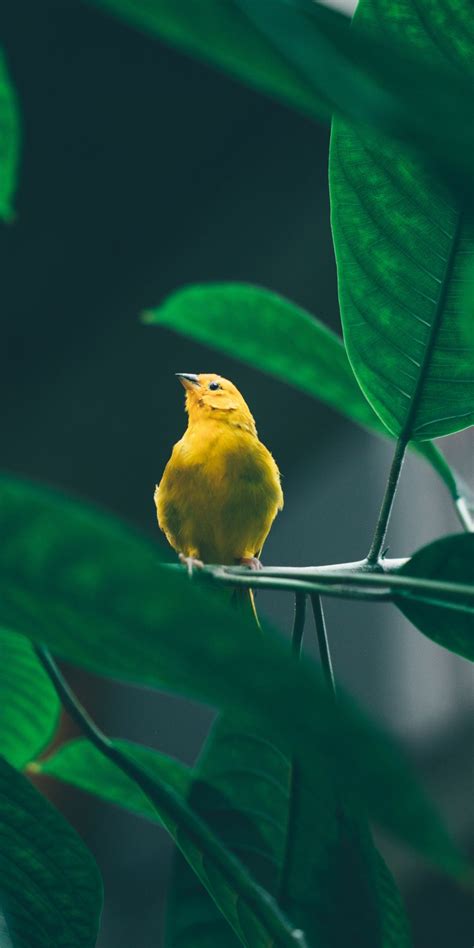 Free Download Small Cute Yellow Bird Tree Branch 1080x2160 Wallpaper