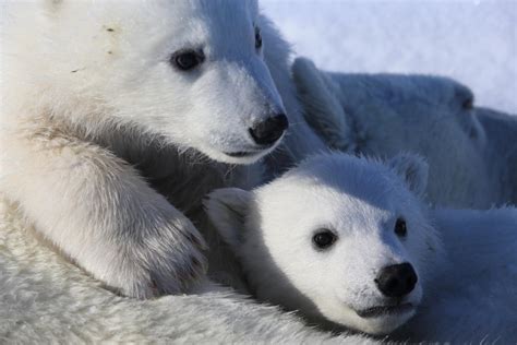 When Humans Meet Polar Bears In Svalbard Norsk Polarinstitutt