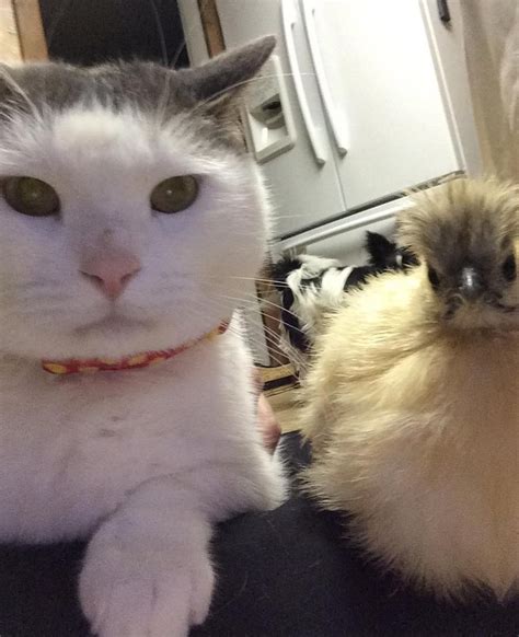This Cat Has No Idea Why Chickens Are So Obsessed With Him More Photos Love Meow