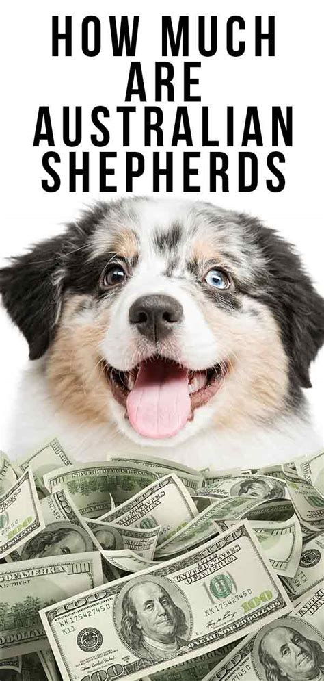 How much does an australian shepherd cost? How Much Are Australian Shepherds? The Costs of This ...