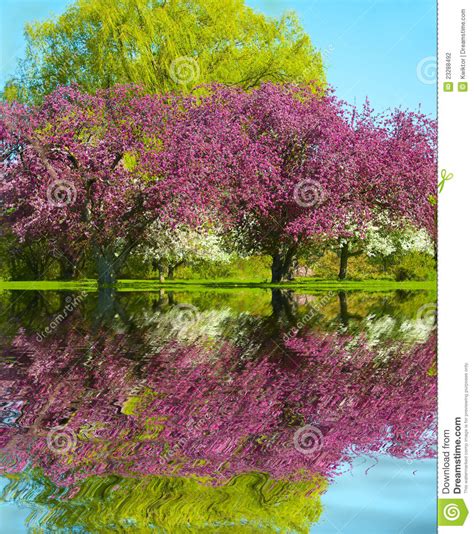 Spring Reflection Stock Photo Image Of Beautiful Bright 23288492