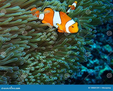 Nemo Fishes With Sea Anemone Under The Sea Stock Image Image Of