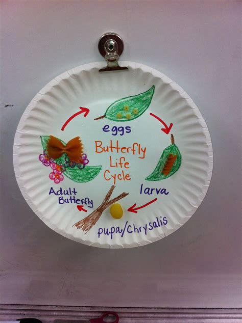 Life Cycle Of A Butterfly Kindergarten Science Science Classroom