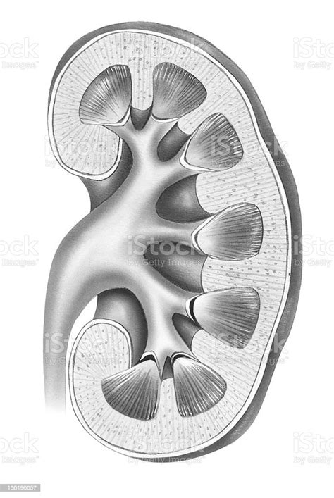 Kidney Cross Section Stock Illustration Download Image Now Cutaway