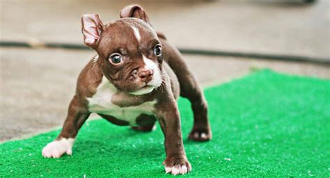 Pocket Pitbull A Miniature Pitbull Dog Breed